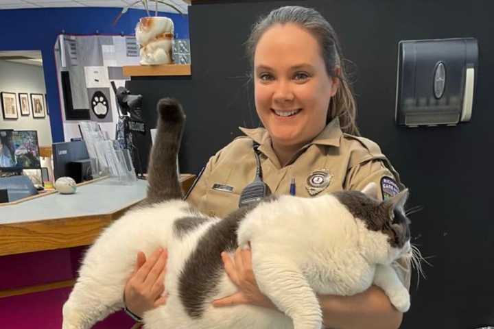 'Gloriously Gluttonous' Cat Finds Forever Home In Virginia