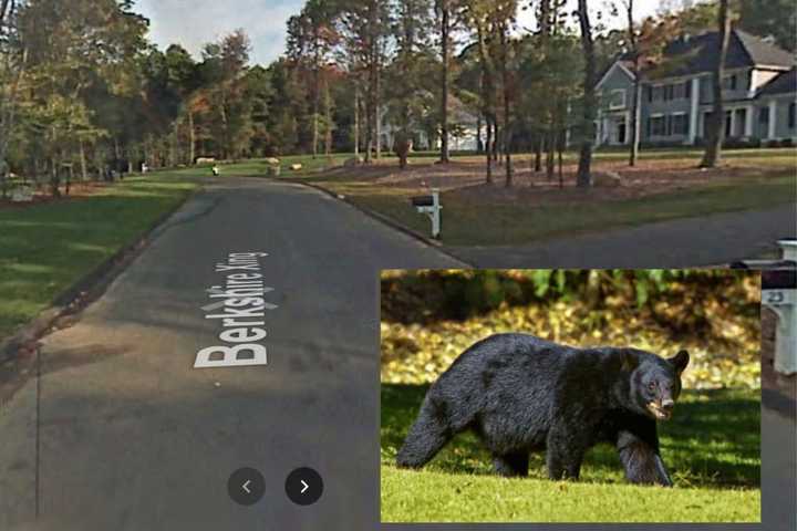 Black Bear Bites Avon Woman Walking Her Dog