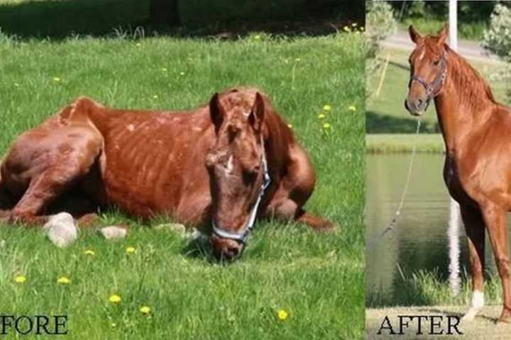 Warren County Horse Rescue 'Facing Possible Closure' After Nearly 2 Decades