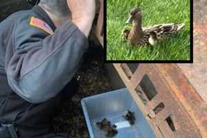 11 Baby Ducklings Rescued From Somerset County Storm Drain As Mama Duck ‘Supervises:' (Photos)