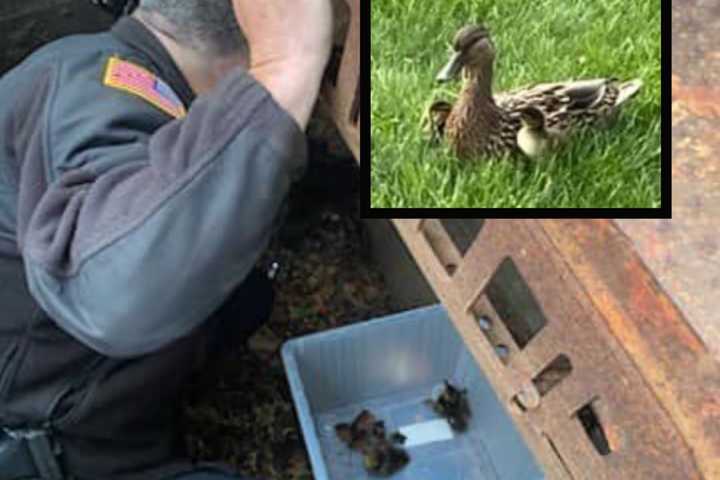 11 Baby Ducklings Rescued From Somerville Storm Drain As Mama Duck ‘Supervises:' (Photos)