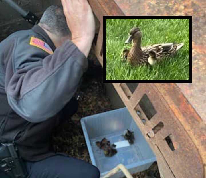 Duckling rescue in Somerville