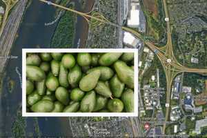 Holy Guacamole! I-81 Avocado Spill Leaves Tractor-Trailer Dangling: PennDOT