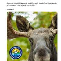 <p>Another moose has been spotted in Hartford County.</p>