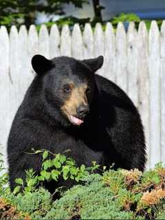 Bear Escapes Capture After Breaking Into Garage In Region Looking For Grill