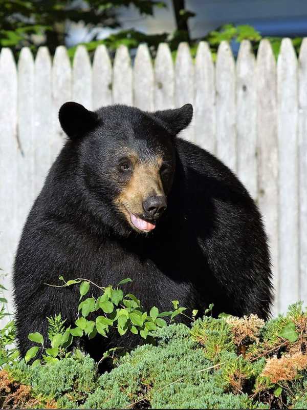 Bear Escapes Capture After Breaking Into Garage Looking For Grill In Hartland