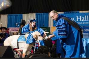 Good Boy! Service Dog Gets Diploma From Seton Hall University