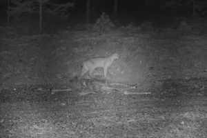 Mystery Predator: Animal That Killed Deer In Driveway Caught On Video By NY DEC Staffer