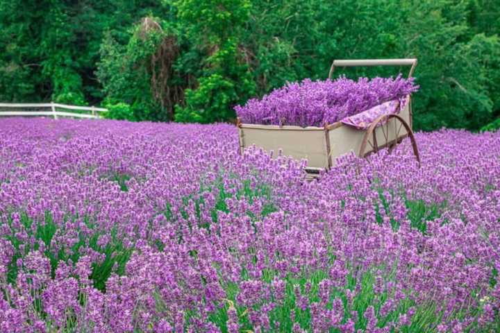 Destress At Lavender Farm Fest In Central Mass With Live Music, Food, Drinks, More