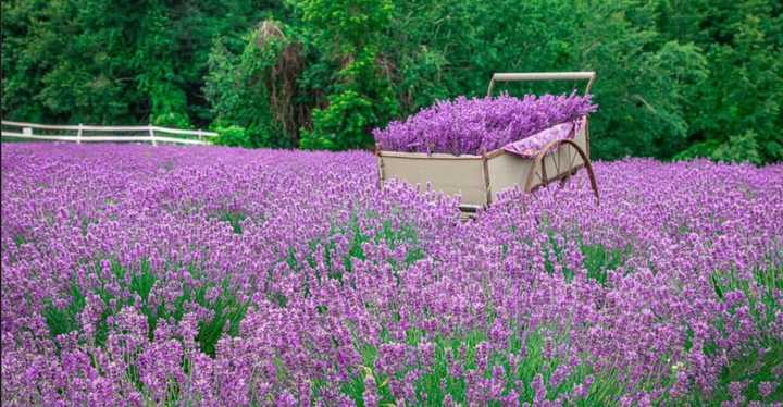 The Farm At SummitWynds in Jefferson will open its doors to the public later this month for the Lavender Farm Fest. The event features live music and activities for the entire family.