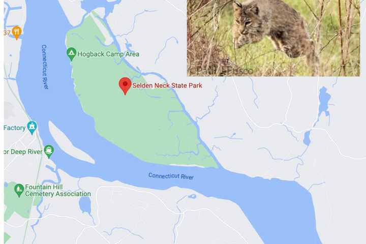 Bobcat Attacks Man Sleeping In Hammock At CT State Park