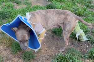 Beaten And Left For Dead: Pittie Takes First Steps After Surgery At Bergen Shelter (VIDEO)