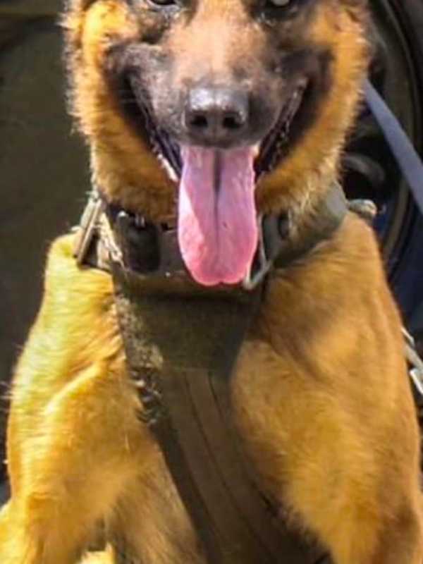 Funeral Services, Tribute Set For Police K9 Who Died In Line Of Duty In MD