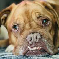 <p>The family&#x27;s dog, Bella, was also killed in the explosion.</p>