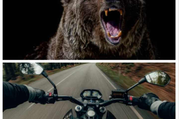 Motorcyclist Dies After Slamming Into Bear On I-81 (UPDATE)