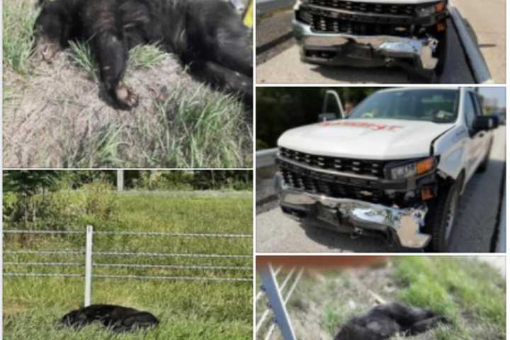 Bear Struck Dead On US 15 Near Gettysburg: Authorities (PHOTOS)