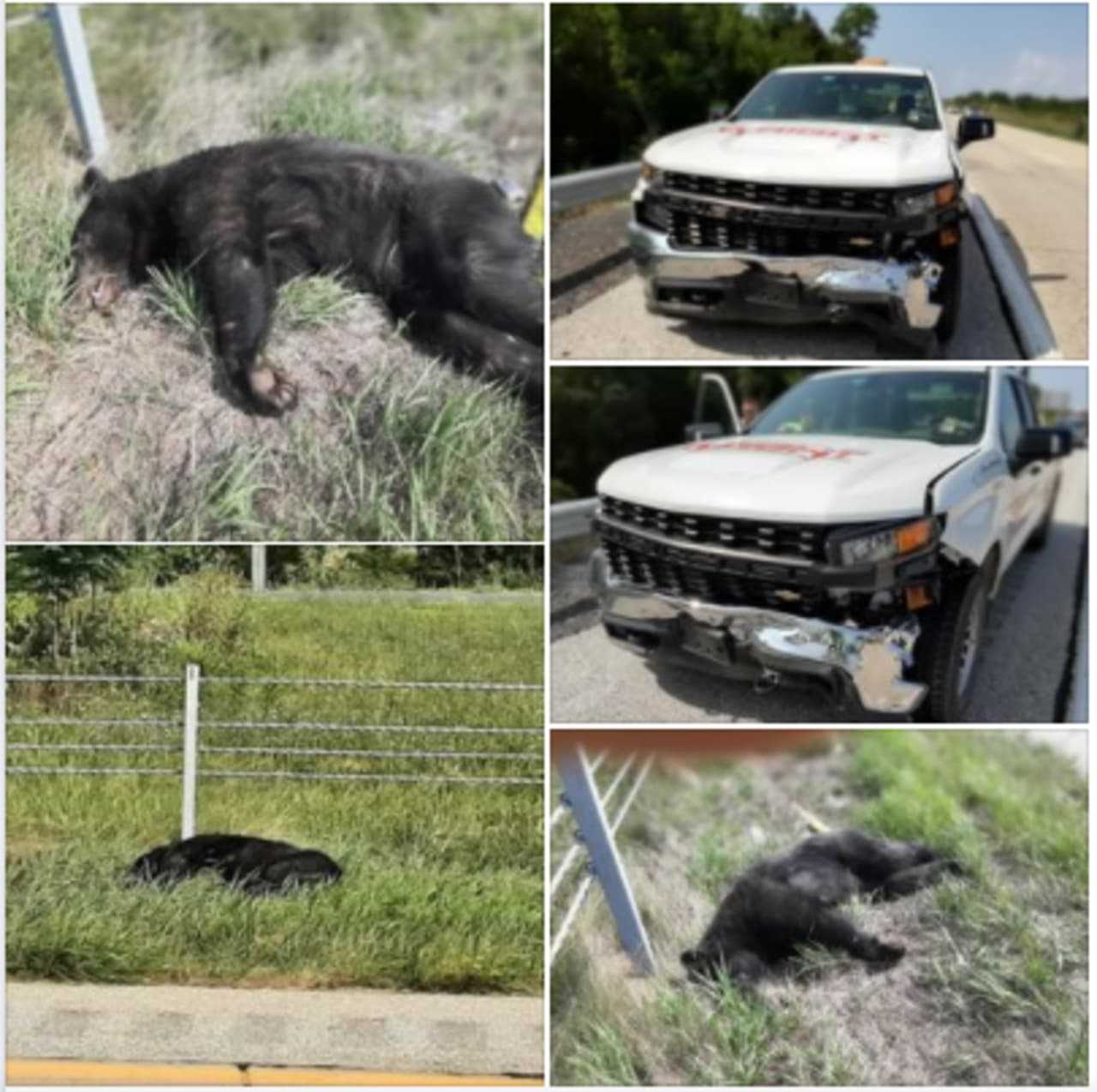 Bear Struck Dead On US Rt. 15 In PA: Authorities (Photos) | Gettysburg ...