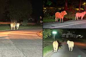 Two Cows Moo-ving On Up After Escaping From Farm In Maryland