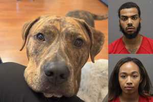 Dognappers Scheme To Steal Back Animal They Gave Up In Leesburg: Police