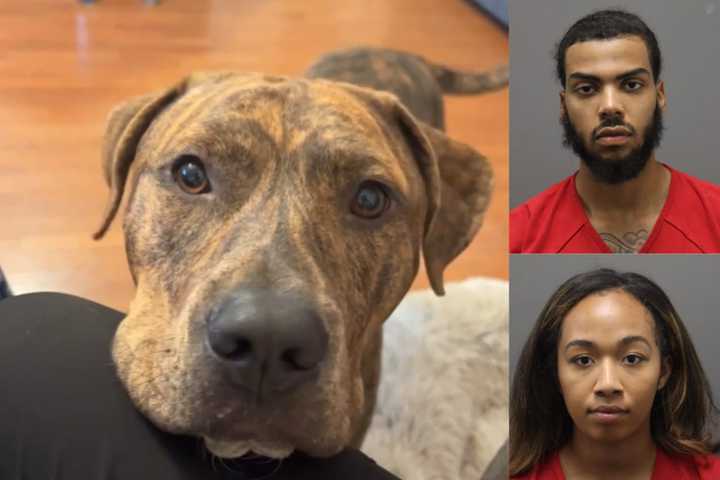 Dognappers Scheme To Steal Back Animal They Gave Up In VA: Police