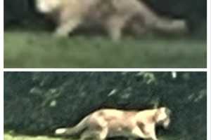 Big Cat Sighting In Central PA Residential Area Police Warn (VIDEO, PHOTOS)