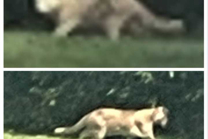 Big Cat Sighting In York Residential Area Police Warn (VIDEO, PHOTOS)