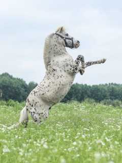 Appaloosa Horse Hit By Stray Bullet In Gettysburg, PA State Police Say