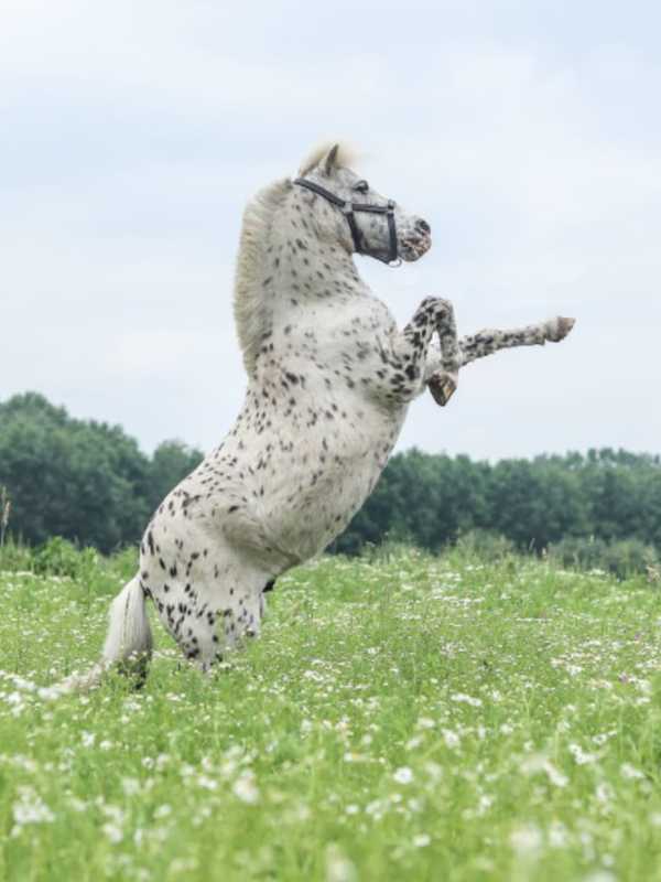 Appaloosa Horse Hit By Stray Bullet In Gettysburg, PA State Police Say