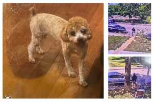 Stolen Poodle Puppy Possibly Sold At Shopping Center In MD, Police Say