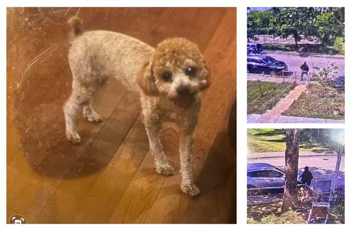 Stolen Poodle Puppy Possibly Sold At Shopping Center In MD, Police Say
