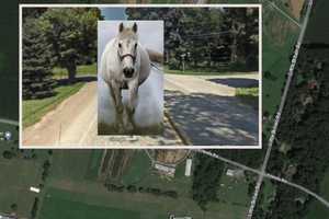 Horse Struck Dead In Lancaster County, PA State Police Say