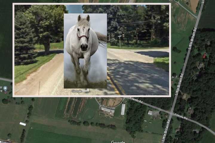 Horse Struck Dead In Lancaster County, PA State Police Say