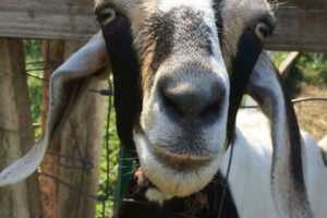 Goats Escape From Jersey City Cemetery