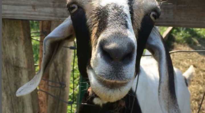 Two goats who went missing from a cemetery have been found.