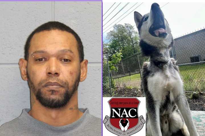 Waterbury Man Charged With Animal Cruelty After Husky Found With Chain Embedded In Neck