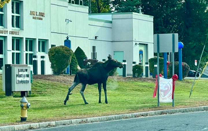 A moose was spotted wandering in front of the Ludlow Police and Fire Department building on Tuesday morning, Oct. 24.&nbsp;