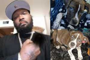 Dognapper At Large After Stealing Friend's Pit Bull 'Rocky Apollo' In DC: Police