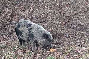 Pickles On The Lam: Pig Eludes Capture In Western Mass