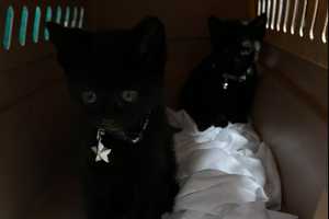 Kittens Abandoned In Cardboard Box On Somerset County Street Corner Christmas Morning