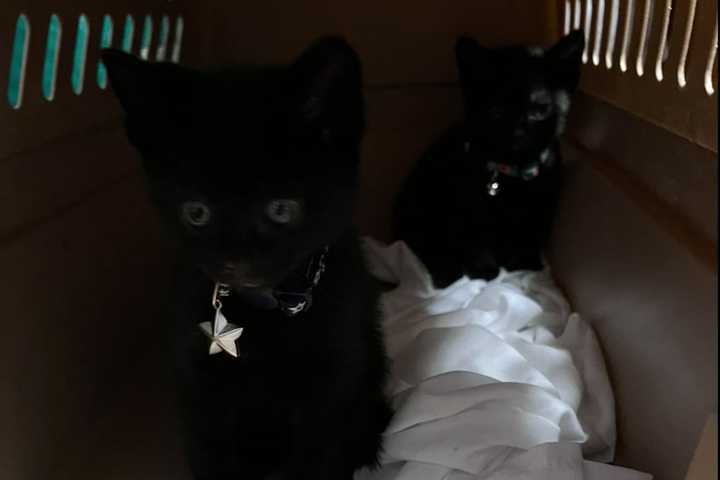 Kittens Abandoned In Cardboard Box On Somerset County Street Corner Christmas Morning