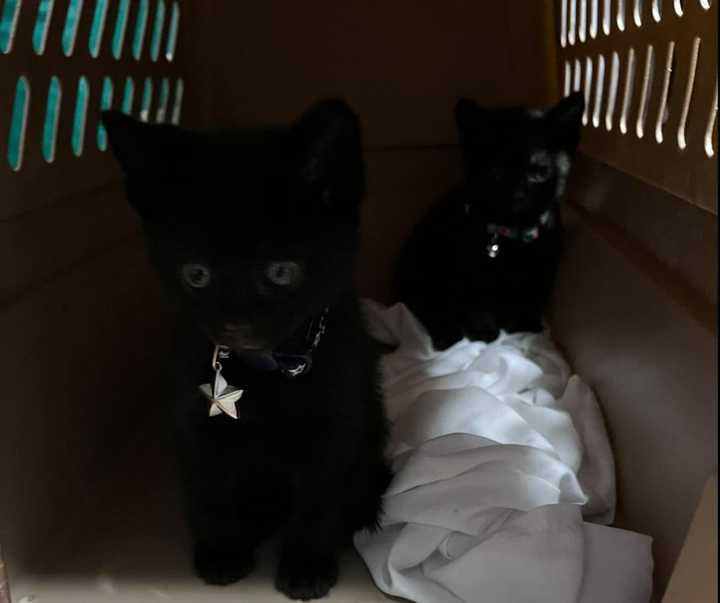 Abandoned kittens