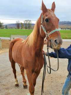 NJ Horse Shot To Death In Shippensburg, State Police Say