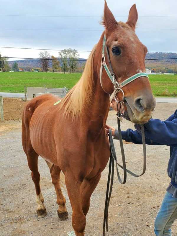 NJ Horse Shot To Death In Shippensburg, State Police Say