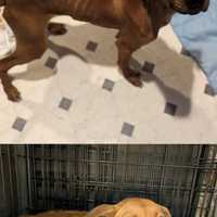 <p>Stella was found emaciated with pressure sores on her backside</p>