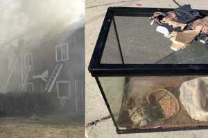 Turtle, Ferret Rescued From Tricky Two-Alarm Fire That Damaged Northeast DC Homes (VIDEO)