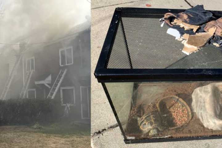 Turtle, Ferret Rescued From Tricky Two-Alarm Fire That Damaged Northeast DC Homes (VIDEO)