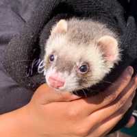 <p>The rescued ferret.</p>