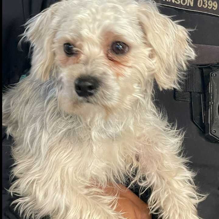 A dog rode NJ Transit to Hoboken