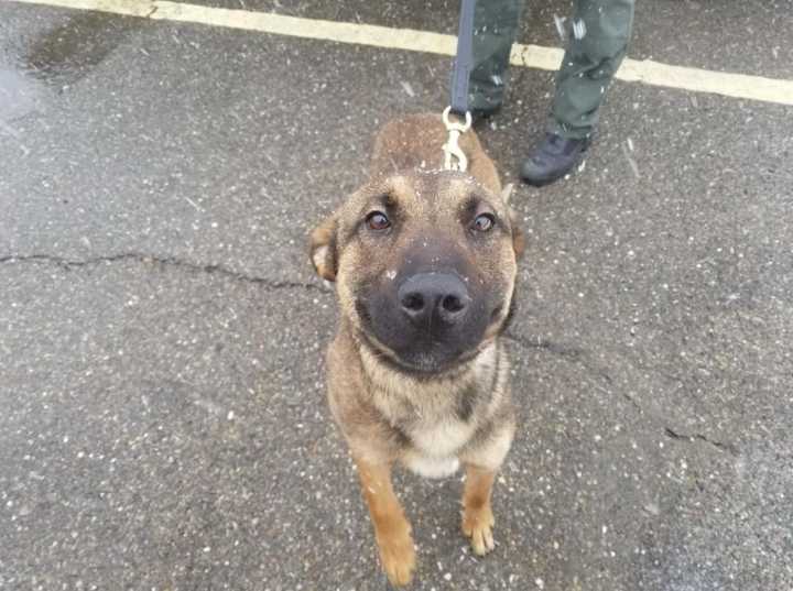 K9 officer Knox, who served with the Hyattsville Police Department for five years, died on Monday, Feb. 12.