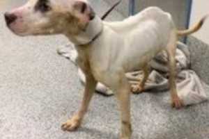 Man Sporting Motorcycle Club Cut Abandoned Emaciated Dog In Woodbridge Park, Police Say